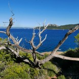 Journée à Porquerolles le 5 octobre 2022 (35).jpg